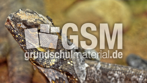 Australische Wasseragame_3.jpg